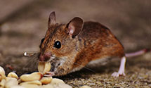 24 Hour & Emergency Exterminators in East Palestine, OH
